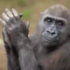 🐒Changuitos🐒 Mov 6