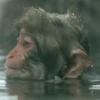 🐒Changuitos🐒 Mov 8