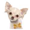 Chihuahua🐕💕🐾🎀.MOV 5
