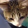 Gatitos Graciosos.MOV 7