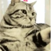 Gatitos Graciosos.MOV 8