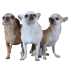 Chihuahua🐕💕🐾🎀.MOV 6