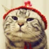 Gatitos Graciosos.MOV 10