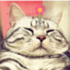 Gatitos Graciosos.MOV 11