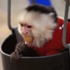 🐒Changuitos🐒 Mov 10