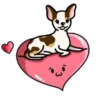 Chihuahua🐕💕🐾🎀.MOV 8