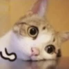 Gatitos Graciosos.MOV 13