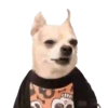 Chihuahua🐕💕🐾🎀.MOV 9