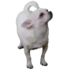 Chihuahua🐕💕🐾🎀.MOV 10