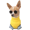Chihuahua🐕💕🐾🎀.MOV 11