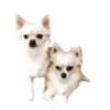 Chihuahua🐕💕🐾🎀.MOV 12