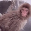 🐒Changuitos🐒 Mov 14