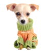 Chihuahua🐕💕🐾🎀.MOV 13
