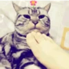 Gatitos Graciosos.MOV 14