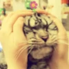 Gatitos Graciosos.MOV 15