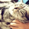 Gatitos Graciosos.MOV 16