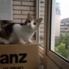 Gatitos Graciosos.MOV 17