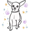 Chihuahua🐕💕🐾🎀.MOV 14