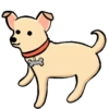 Chihuahua🐕💕🐾🎀.MOV 16