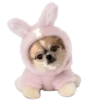 Chihuahua🐕💕🐾🎀.MOV 17