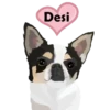 Chihuahua🐕💕🐾🎀.MOV 18