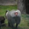 🐒Changuitos🐒 Mov 17