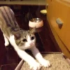 Gatitos Graciosos.MOV 18