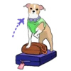 Chihuahua🐕💕🐾🎀.MOV 19