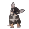 Chihuahua🐕💕🐾🎀.MOV 20
