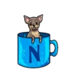 Chihuahua🐕💕🐾🎀.MOV 21