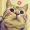 Gatitos Graciosos.MOV 19