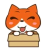 Gato Naranjo 17