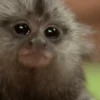 🐒Changuitos🐒 Mov 23