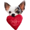 Chihuahua🐕💕🐾🎀.MOV 22