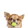 Chihuahua🐕💕🐾🎀.MOV 23