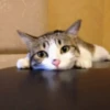 Gatitos Graciosos.MOV 21