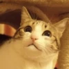 Gatitos Graciosos.MOV 22