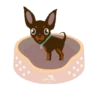 Chihuahua🐕💕🐾🎀.MOV 24