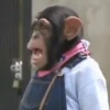🐒Changuitos🐒 Mov 24