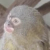 🐒Changuitos🐒 Mov 25