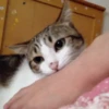 Gatitos Graciosos.MOV 23
