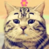 Gatitos Graciosos.MOV 24
