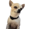 Chihuahua🐕💕🐾🎀.MOV 26