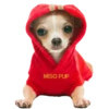 Chihuahua🐕💕🐾🎀.MOV 27
