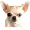 Chihuahua🐕💕🐾🎀.MOV 28