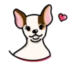Chihuahua🐕💕🐾🎀.MOV 29