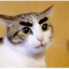 Gatitos Graciosos.MOV 26