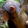 🐒Changuitos🐒 Mov 26