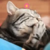 Gatitos Graciosos.MOV 27
