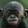 🐒Changuitos🐒 Mov 27